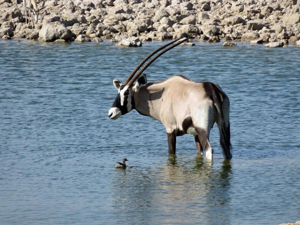 Hotel Etosha Safari Camp, Etosha National Park, Namibia Outjo Exterior foto