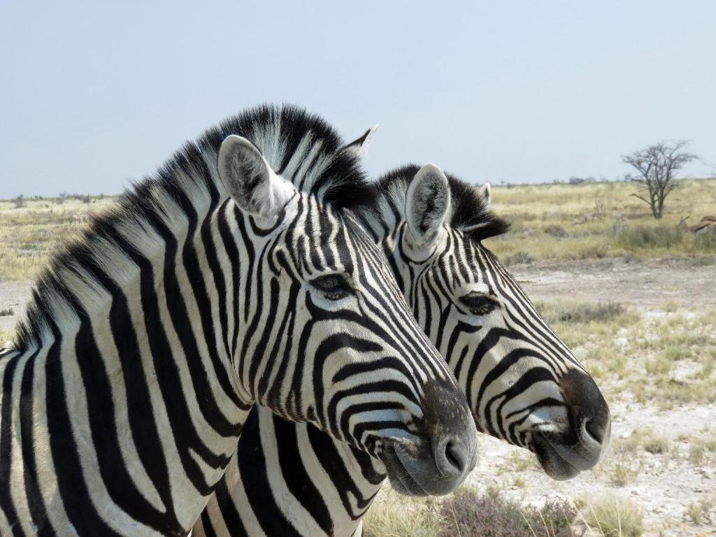 Hotel Etosha Safari Camp, Etosha National Park, Namibia Outjo Exterior foto