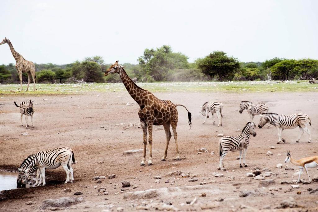Hotel Etosha Safari Camp, Etosha National Park, Namibia Outjo Exterior foto