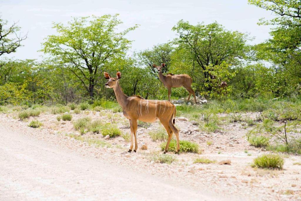 Hotel Etosha Safari Camp, Etosha National Park, Namibia Outjo Exterior foto